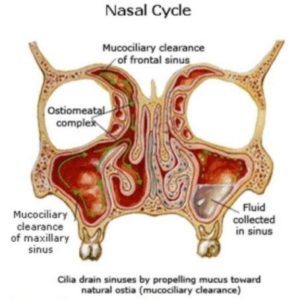 Image-Guided Endoscopic Sinus Surgery