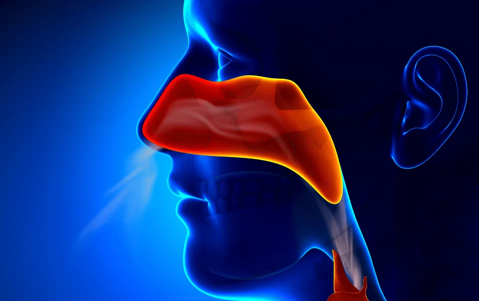 Considering Turbinate Surgery? Here’s How to Know if It’s Right for You